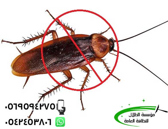 شركة مكافحة الصراصير بالقصيم